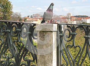 Lisbon Pigeon photo