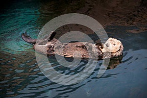 LISBON, PORTUGAL - January 31, 2011: Lisbon Oceanarium in the