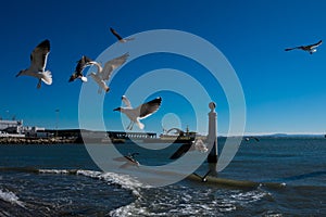 Seagulls flying waiting to be fed. Tagus river