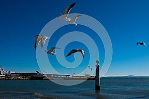 Seagulls flying waiting to be fed. Tagus river