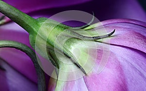 Lisianthus