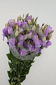 Lisianthus flower on white background