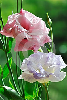 Lisianthus flowers