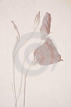 Lisianthus flowers on a textured background