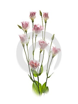 Lisianthus isolated white background photo