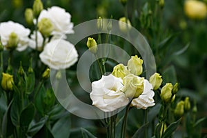 Lisianthus (White rose)