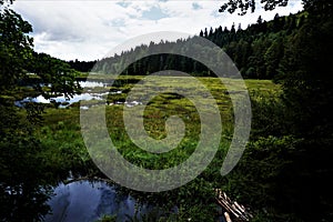 Lispach lake with black water and dark trees