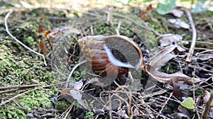 Lissachatina fulica is a land snail belonging to the Achatinidae tribe
