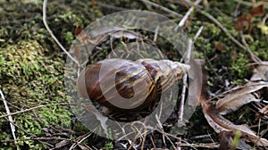 Lissachatina fulica is a land snail belonging to the Achatinidae tribe