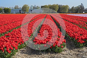 Traditional Dutch tulip field with rows of red  flowers and bulb sheds in the background