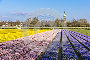 Lisse spring landscape