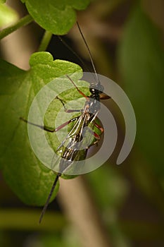 Lissonota wasp sitting on a leaf, the ovipositor visible