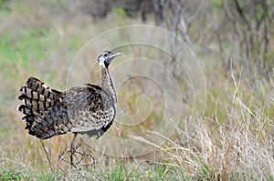 Lissotis melanogaster (Black-bellied bustard, Black-bellied korhaan)