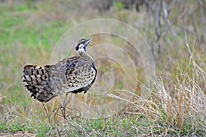 Lissotis melanogaster (Black-bellied bustard, Black-bellied korhaan)