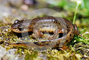 Lissotriton Boscai, Iberic triton.