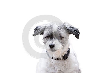 Listening dog with alert ears on isolated white background