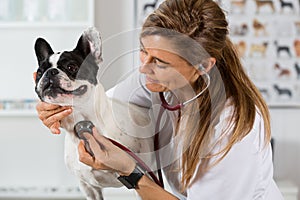 By listening to a dog Veterinary bulldog French