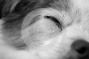 Close up of eye and face of sleeping dog in black and white