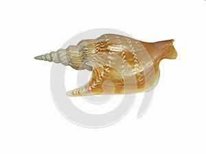 LISTER`S SPIDER CONCH, the appearance of an angel wing shell. The hard shell has a spiral.