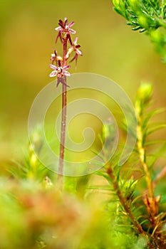 Listera cordata, Lesser Twayblade, red flowering European terrestrial wild orchid in nature habitat with green background, Czech R