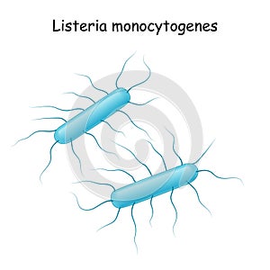 Listeria monocytogenes. Listeriosis