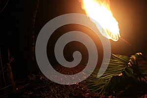 A lit torch above a bed of large green leaves used to catch ants in the amazon rainforest photo