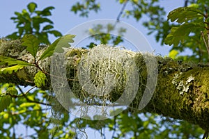 Litchen and moss on oak tree trunk