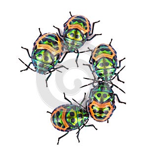 Litchi Bug , Tong Taek Bug, Chrysocoris stollii on white background