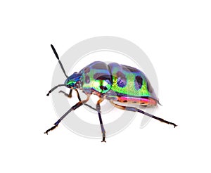 Litchi Bug , Tong Taek Bug, Chrysocoris stollii on white background