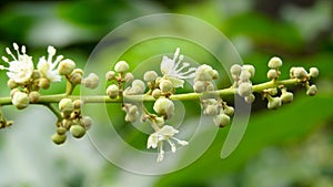 Litchi flowers that are already blooming