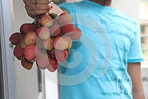 Litchi, lichee, lychee, or ripe litchi isolated on bright colorful background and hanging condition with copy space