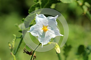 Litchi tomato or Solanum sisymbriifolium plant with single open white flower with dark yellow center surrounded with other plants