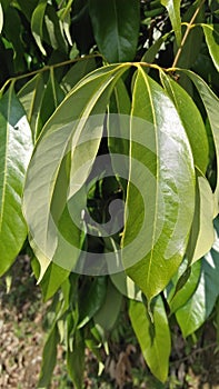 Litchi tree leaves green leaves