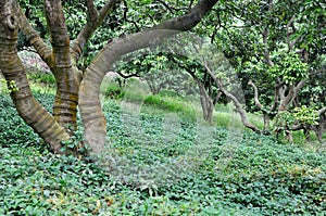 Litchi trees on hillside