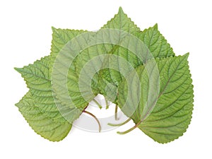 Litchimacro image of a Green Perilla leaf, also known as Green Shiso, Oba leaf or Beefsteak plant