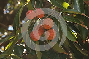 LITCHIS ON A BRANCH ON A LITCHI TREE