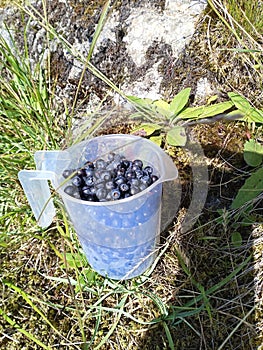 A liter measure of blueberries