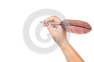 Literature concept. Female woman hand with red nails writes or holds a feather quill pen isolated on white background.