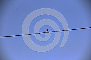 Lithe Bird on the Cable