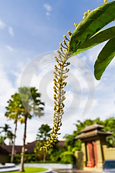 Lithe yellow plant photo