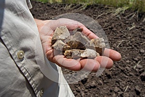 Lithic tools held in hand