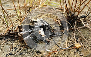 Lithium polymer lipo battery after explosion & fire on flying field