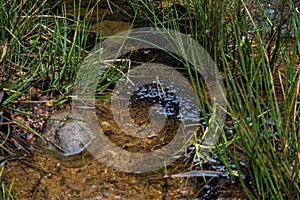 Lithobates vibicarius spawn in Juan Castro Blanco National Park