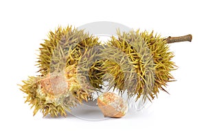 Lithocarpus fruit on white background