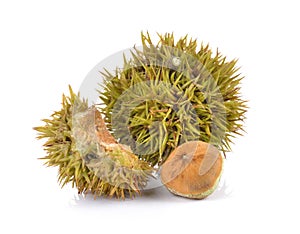 Lithocarpus fruit on white background