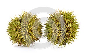 Lithocarpus fruit on white background