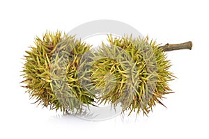 Lithocarpus fruit on white background