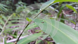 Lithocharis nigriceps, Stilicopsis Sachse, Conoderus suturalis, Species Hoplandria lateralis. shot in jungle photo