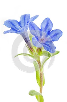 Lithodora diffusa flower on white