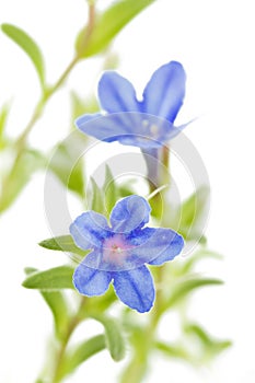 Lithodora diffusa flower on white